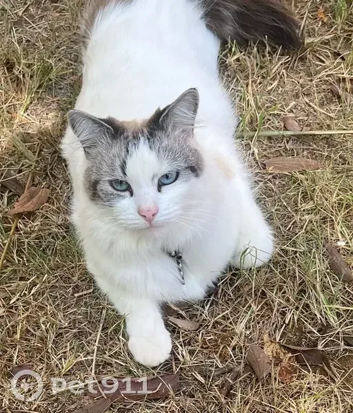 Missing cat Female, Canberra (al496332) - photo