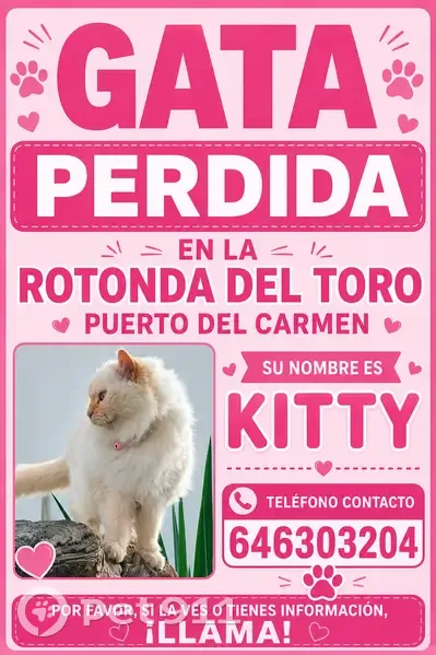Perdido gato hembra, Calle Agachadilla, Puerto del Carmen, Pozuelo de Alarcon - gata blanca peluda y bastante grande - photo
