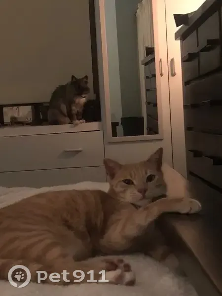 Lost cat, Mark Crescent, 314, Albury - male - ginger and needs medication - photo