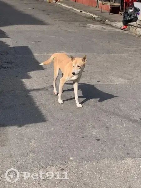 Cachorro encontrado Macho (brf002834) - photo