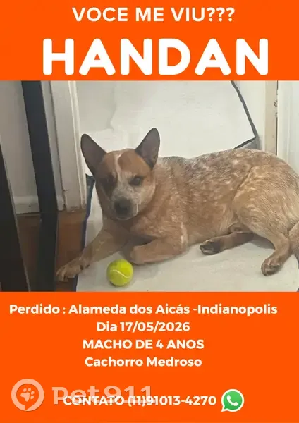 Cachorro perdido Macho (brl002835) - photo