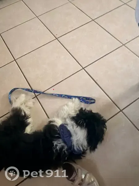 Lost dog, Sam Houston Drive, 1501, Harlingen - male, mostly black with white chest, stomach, tail and feet - photo