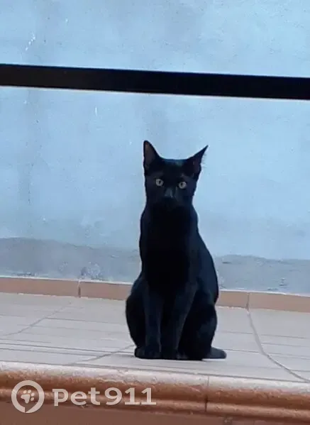 Perdido gato masculino, Calle Pamplona, Torrejón de Ardoz, Madrid - negro, delgado, joven - photo