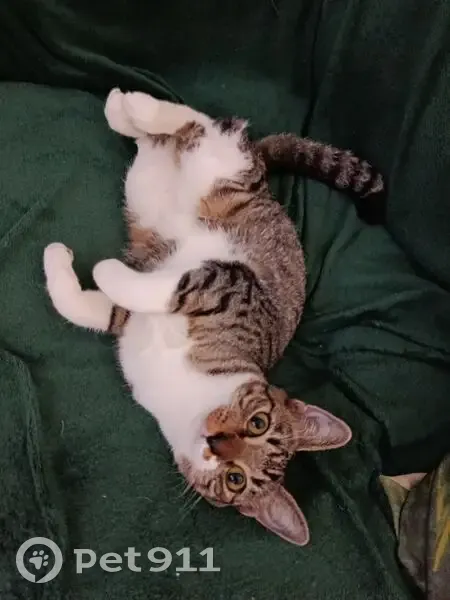 Gato desaparecido Fêmea (brl002836) - photo