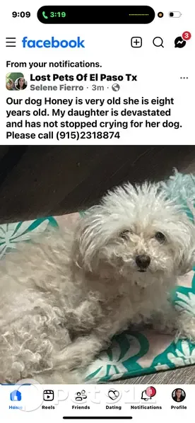 Lost dog, Eads Place, 2852, El Paso - female poodle, 8 years old - photo