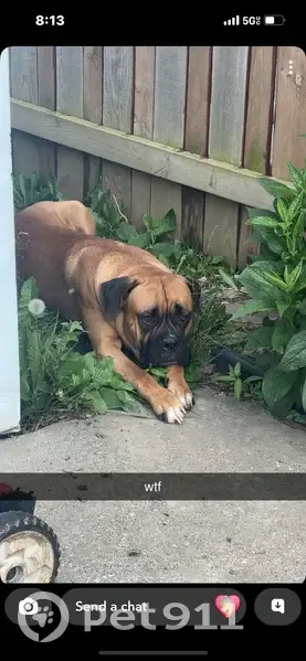 Lost dog, Suder Avenue, 5408, Toledo, Detroit - shy - photo