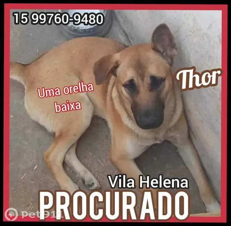 Cachorro perdido Macho (brl002837) - photo