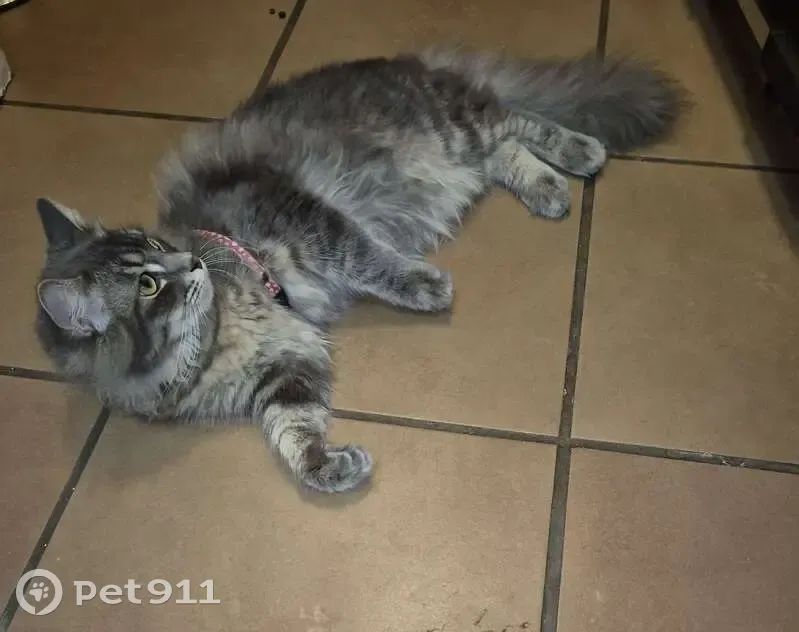 Lost cat, Jennifer Lane, 51, Johannesburg, Edenvale - male, super fluffy, pink collar - photo