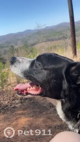 Lost dog, Slope Terrace, 181, Lenoir - male - photo