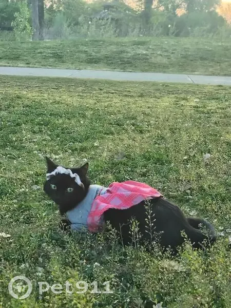 Lost cat, 800 East, 984, Salt Lake City - female - photo