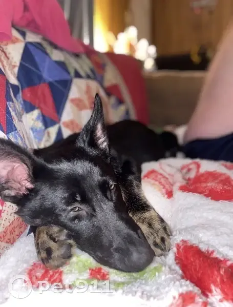 Lost dog, Nuway Circle Northeast, 510, Lenoir - male - photo