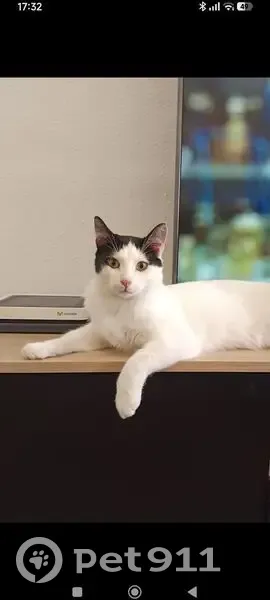 Perdido gato macho, Carrer Quintana, 6, Mataró - va por tejados y terrazas - photo