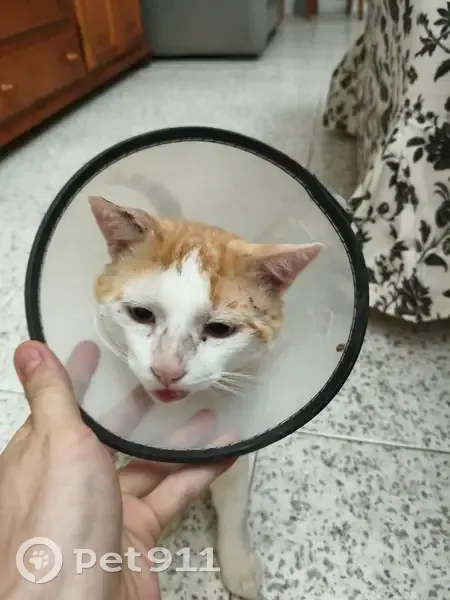 Gato perdido macho, Avenida del Perú, 151, Roquetas de Mar - lleva collar isabelino - photo