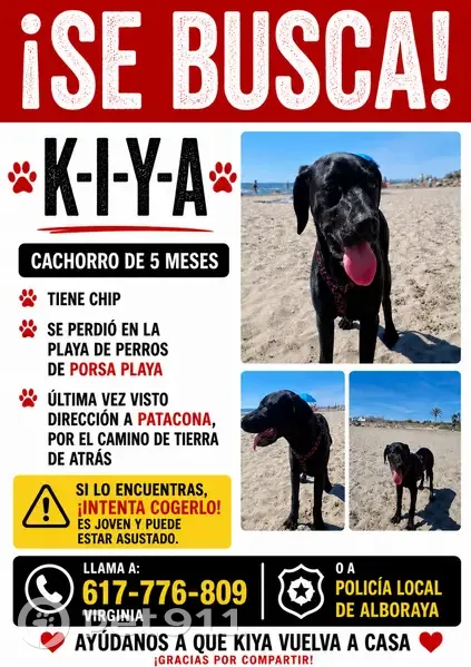 Perro perdido hembra en Alboraya, Valencia: arnés negro con cerezas - photo