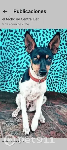 Perdido perro hembra, Autovía Mudéjar, Algimia de Alfara, Sagunto - ratonera valenciana blanca y negra - photo