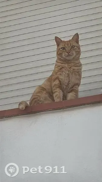 Gato perdido macho, La Alcaidesa, San Roque — tiene chip y es amigable - photo