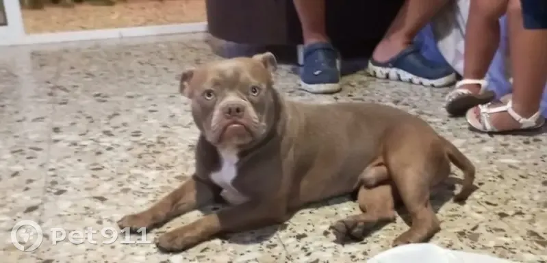 Perro perdido macho, Carrer del Plaer, 52, Mutxamel, El Campello - lleva un collar azul - photo