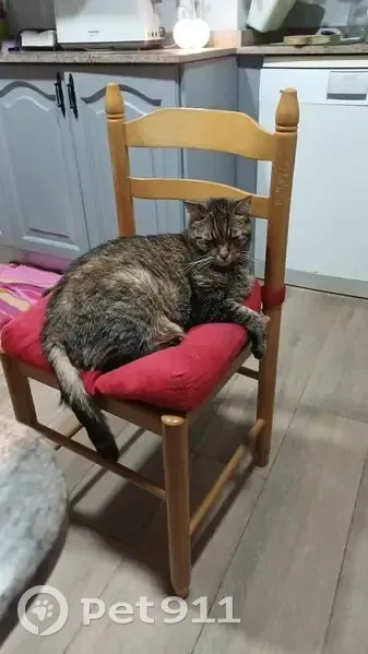 Perdido gato masculino, Calle Arte Herreriano, 8, Getafe, Madrid - grande y delgado por enfermedad - photo