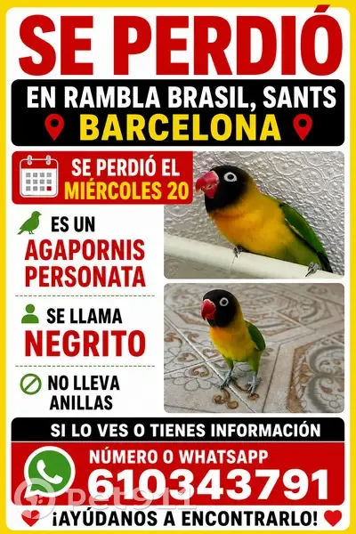 Perdida ave macho, Rambla del Brasil, Barcelona - es dócil y se posa sobre la cabeza - photo