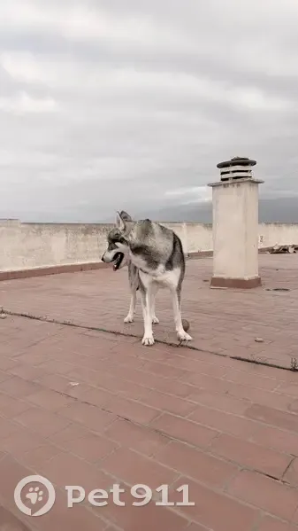 Perdido perro masculino, Roquetas de Mar, Andalucía, Sevilla — perro lobo americano, parecido a un husky, herido - photo
