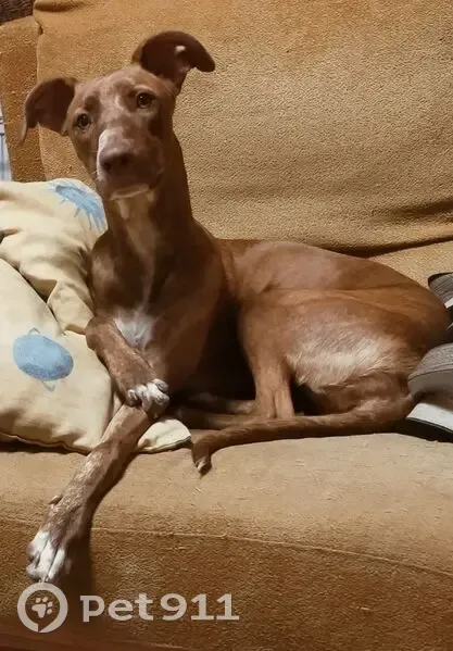 Perro perdido hembra, Algemesí, Comunidad Valenciana - cruce de podenca marrón con mechón blanco en el lado derecho - photo