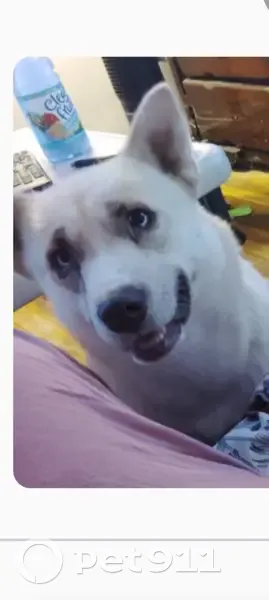 Lost dog, female, West Dartmouth Street, 1713, Flint, Flint - all-white and cream-colored Husky - photo