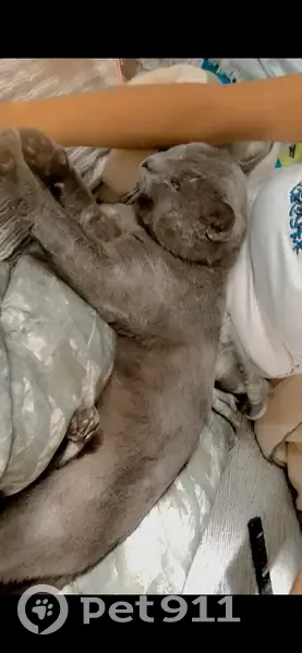Lost cat, male, London Street, 56, Brisbane - grey Russian blue - photo