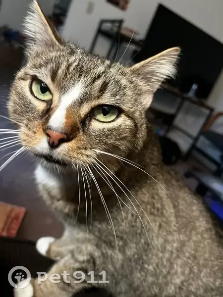 Lost cat, Gentle Avenue West, 99, Monmouth - male, bent tail tip - photo