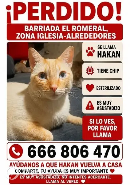 Gato perdido macho, Calle Flamenco, El Romeral, Alhaurín de la Torre - grande y esterilizado - photo