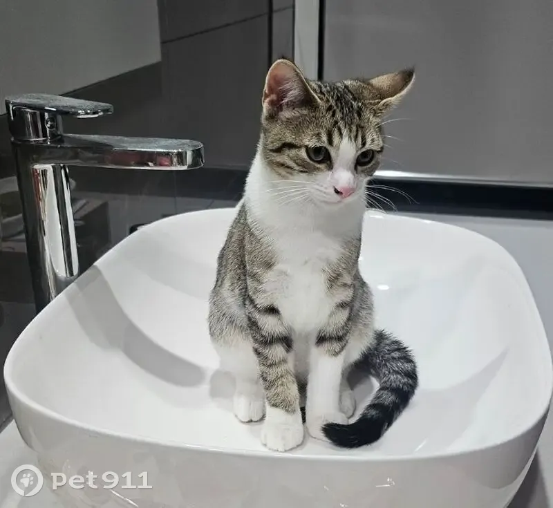 Lost cat, Rossiter Retreat, Casey City, Melbourne - male tabby with yellow collar - photo