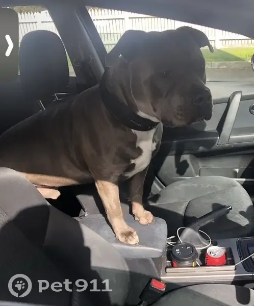 Lost dog, Melbourne - photo