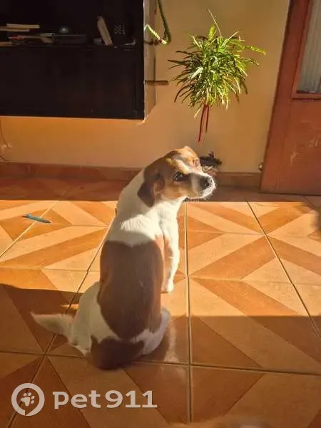 Cachorro perdido Fêmea (brl002838) - photo