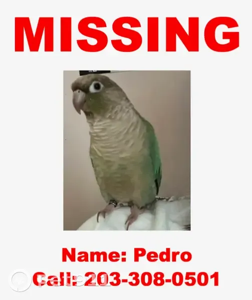 Lost bird, Love Lane, 103, Cowesett, Warwick - male green cheek conure - photo