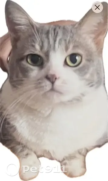 Lost cat, Dale Street, 8, Haverhill - grey, microchipped - photo