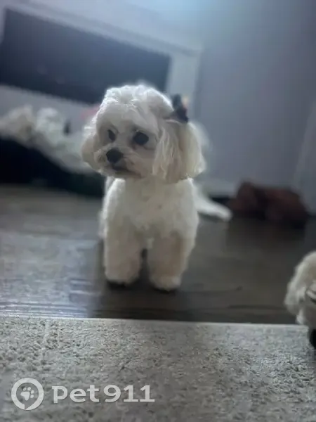 Lost dog, East 40th Street, 741, Chicago - female, just groomed - photo