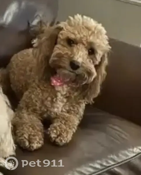 Lost dog, Thomasville, North Carolina, Thomasville - female, very curly hair, white tip on tail - photo