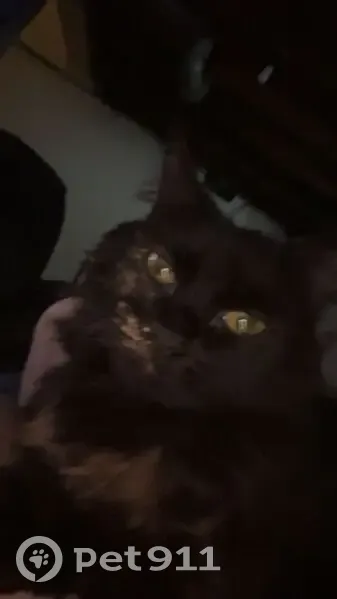 Lost cat, Westpoint Street, Taylor - small and very scared - photo