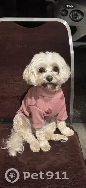 Lost dog, female, Carrington Road, 105, Melbourne, Manningham (VIC) - small brown dog wearing a shirt with a heart pattern - photo