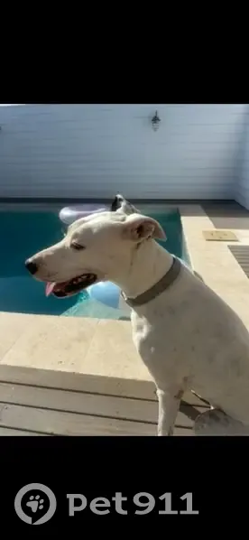 Lost dog, female, Peters Street, Esk - photo