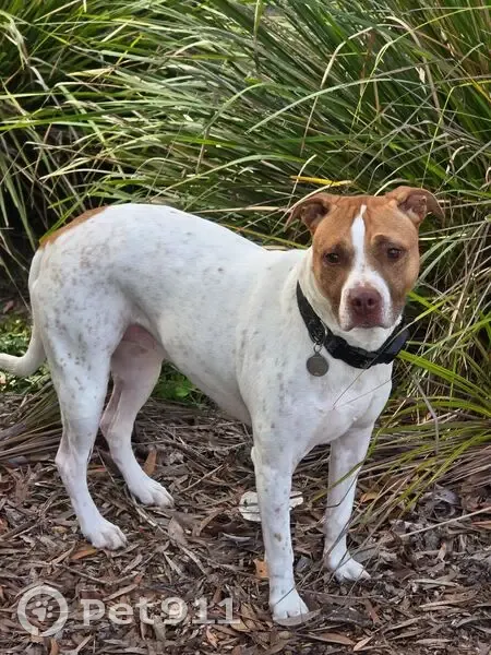 Lost dog, female, Dame Patti Drive, 7, Noosa, Brisbane - wearing a purple harness and black collar - photo