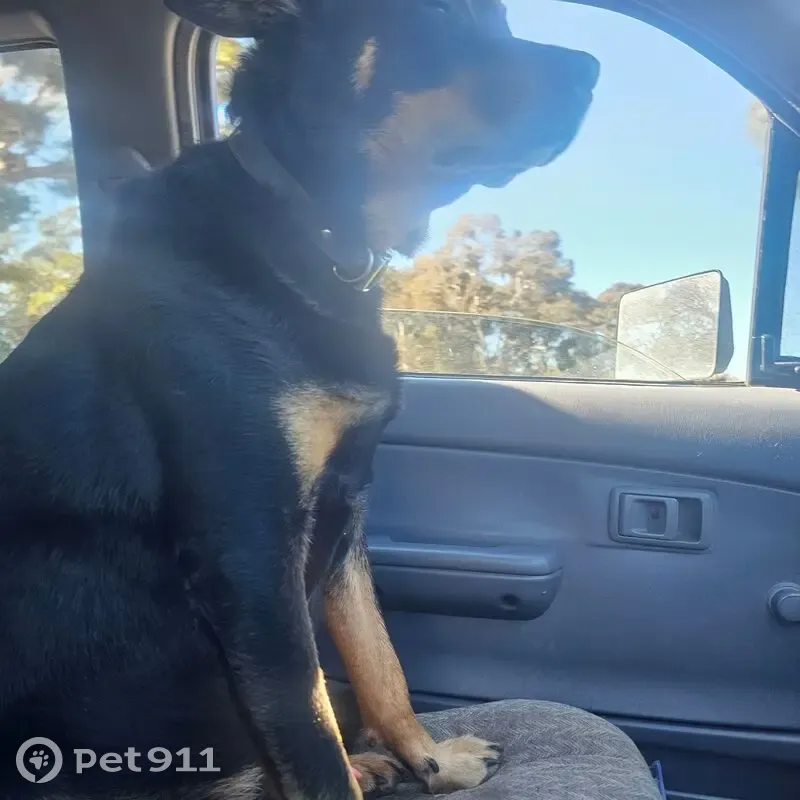 Lost dog, Dalgety Road, 369, Swan View - male kelpie, 12 years old - photo