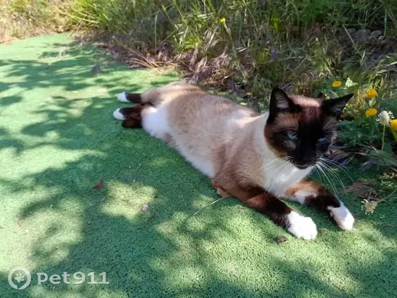 Perdido gato hembra, Diseminado Rescate Pol 4, 325J, Granada, Almunecar - siamés con patas blancas y vientre blanco - photo