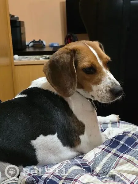 Perdida perra hembra, Bajada de Polio, 3, Santander - beagle muy asustadiza - photo