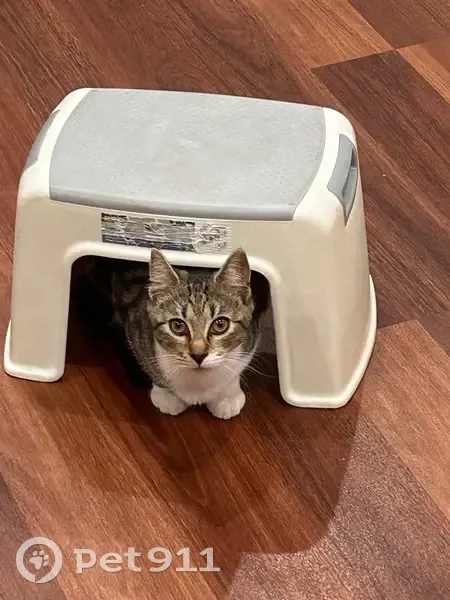 Lost cat, female, Solander Place, 6, Camden, Campbelltown - tabby and white, no collar - photo