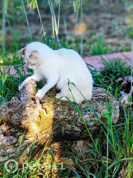Perdido gato hembra en Camí de les Puntes, Reus, Barcelona - gata jovencita con chip - photo