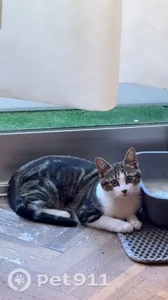 Perdido gato hembra, Calle de Caunedo, 6, Ciudad Lineal - collar con moño rojo - photo