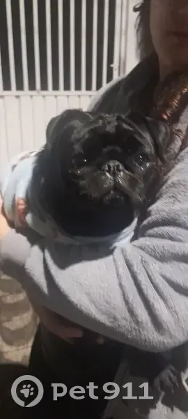 Cachorro encontrado Fêmea (brf002840) - photo