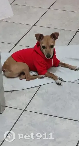 Cachorro perdido Macho (brl002842) - photo