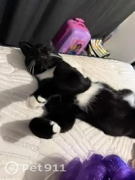 Lost cat, Carr Place, Newcastle, Sydney - male with black and white chest, belly, paws and back legs - photo