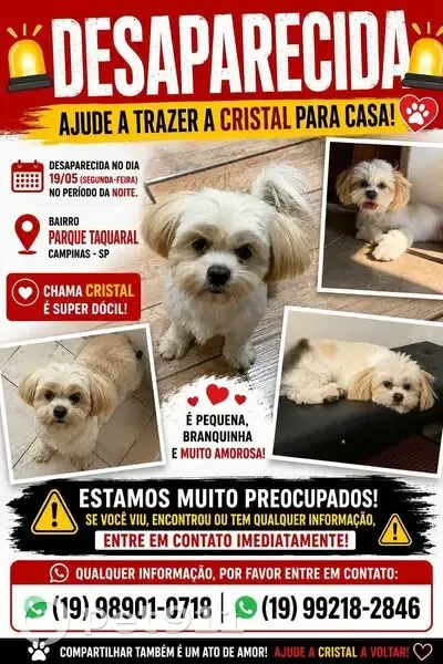 Cachorro perdido Fêmea (brl002843) - photo